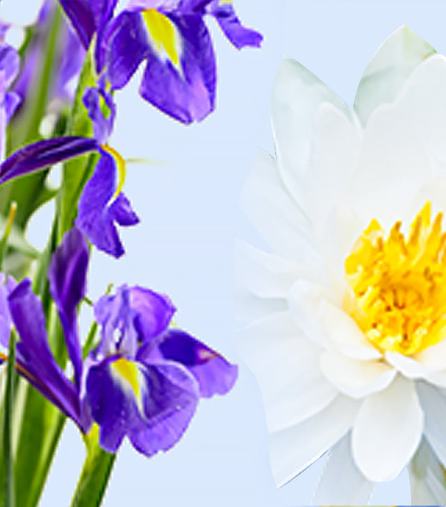 Chamomile extract for the protection of the sensitive skin around the eyes and lips